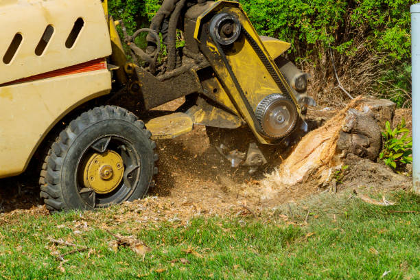 Best Tree Stump Removal  in Lawrenceville, VA